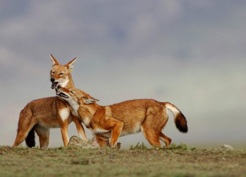 Bale Mountains National Park – 4-Day Ethiopia Tour