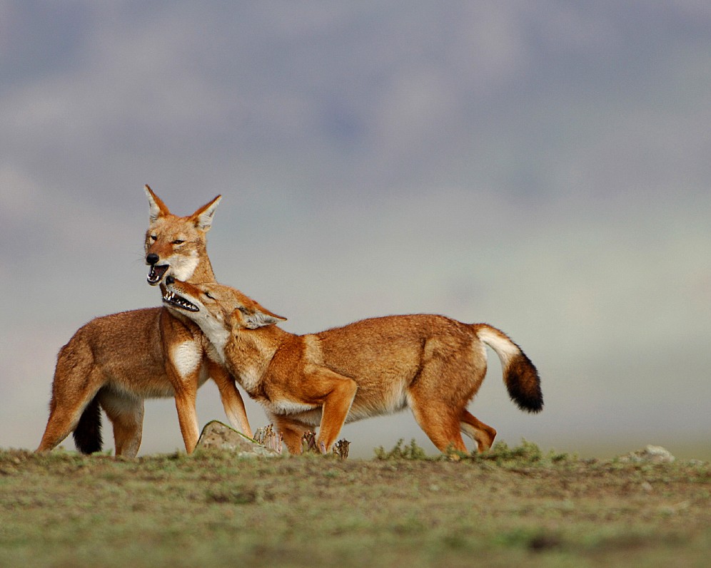 Bale Mountains National Park – 4-Day Ethiopia Tour