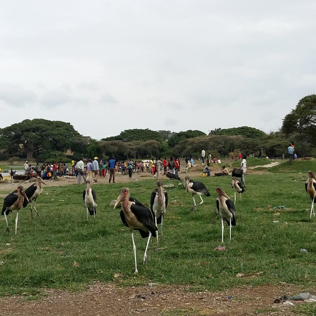 Rift Valley Lakeside Escape Ethiopia Great Rift Valley lakes Ethiopia Ethiopia birdwatching tour Scenic lakeside landscapes Ethiopia Rift Valley wildlife experience