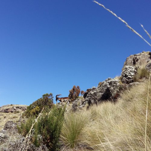 Debre Zeit Lakes Tour | Day Trip from Addis Ababa