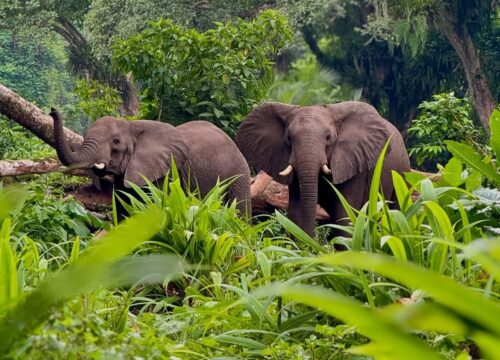 Ethiopia Wildlife Safari | 5-Day Chebera Churchura Tour