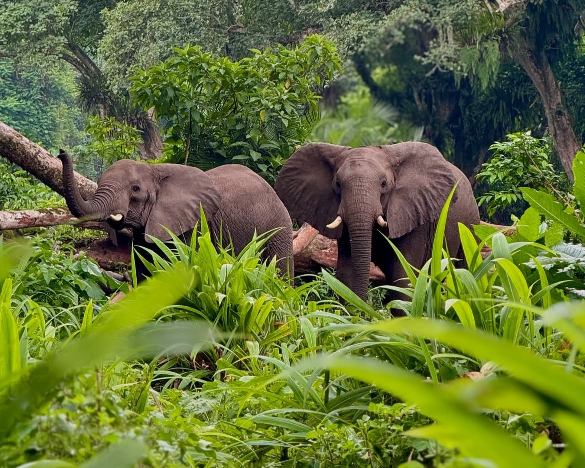 Ethiopia Wildlife Safari | 5-Day Chebera Churchura Tour