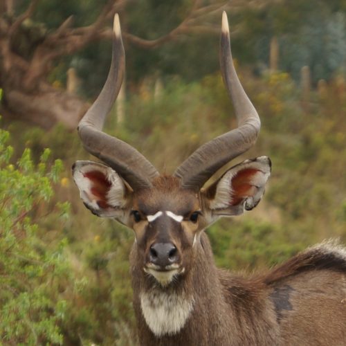 Bale Mountains Tour Ethiopia | 7-Day Wildlife & Trekking Adventure