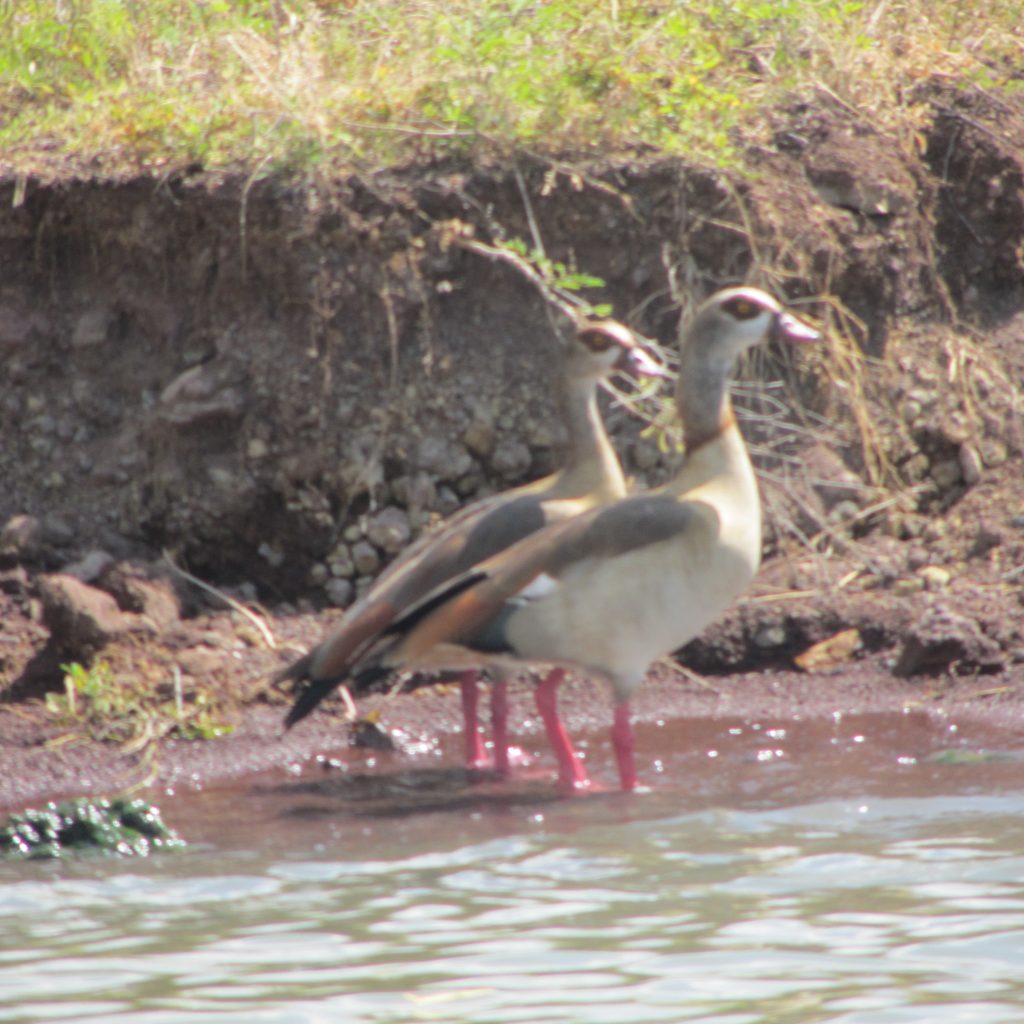 Rift Valley Serenity Tour Ethiopia Ethiopia Rift Valley lakes tour Birdwatching on Rift Valley Serenity Tour Scenic lakes of the Rift Valley Ethiopia lakeside nature escape