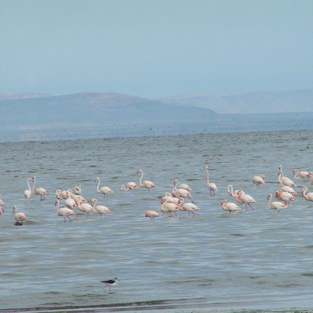 Rift Valley Serenity Tour Ethiopia Ethiopia Rift Valley lakes tour Birdwatching on Rift Valley Serenity Tour Scenic lakes of the Rift Valley Ethiopia lakeside nature escape