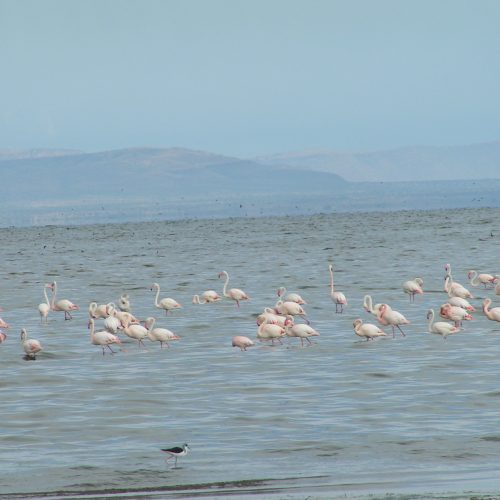 Wonchi Lake Tour | 2-Day Wonchi & Lake Dendi Expedition