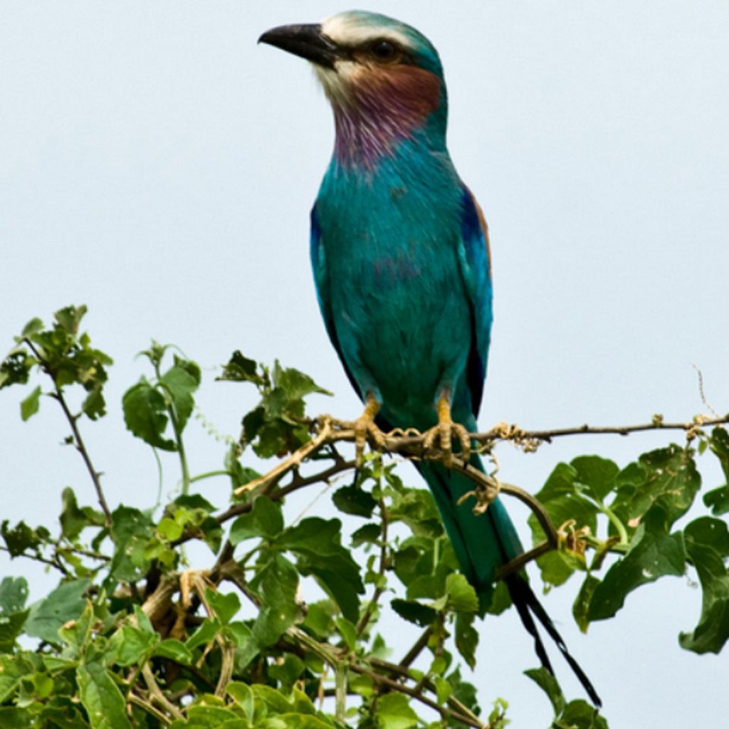 Ethiopia tour company team in Addis Ababa Ethiopia tour operator guiding travelers Nature Ethiopia Tours cultural experience Ethiopia travel company tour group Ethiopia trekking tour in Simien Mountains Ethiopia wildlife tour experience Ethiopia cultural tour local community Nature Ethiopia Tours guide in Ethiopia