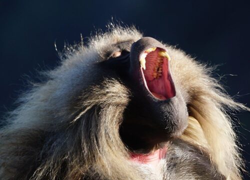 Northern Ethiopia Tour | 12-Day History & Culture