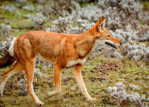 Ethiopia Wildlife Tours: Guide to Endemic Species & Safaris