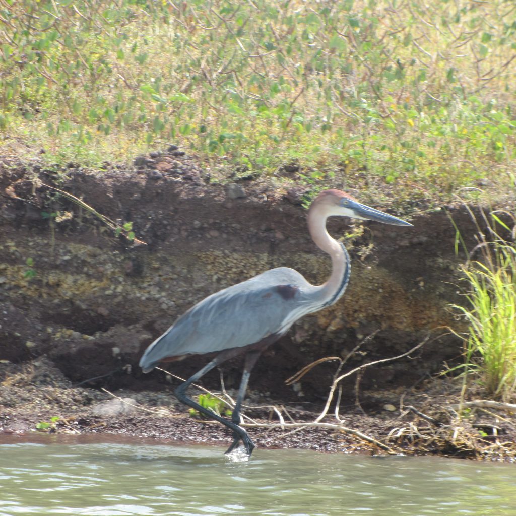 Rift Valley Serenity Tour Ethiopia Ethiopia Rift Valley lakes tour Birdwatching on Rift Valley Serenity Tour Scenic lakes of the Rift Valley Ethiopia lakeside nature escape