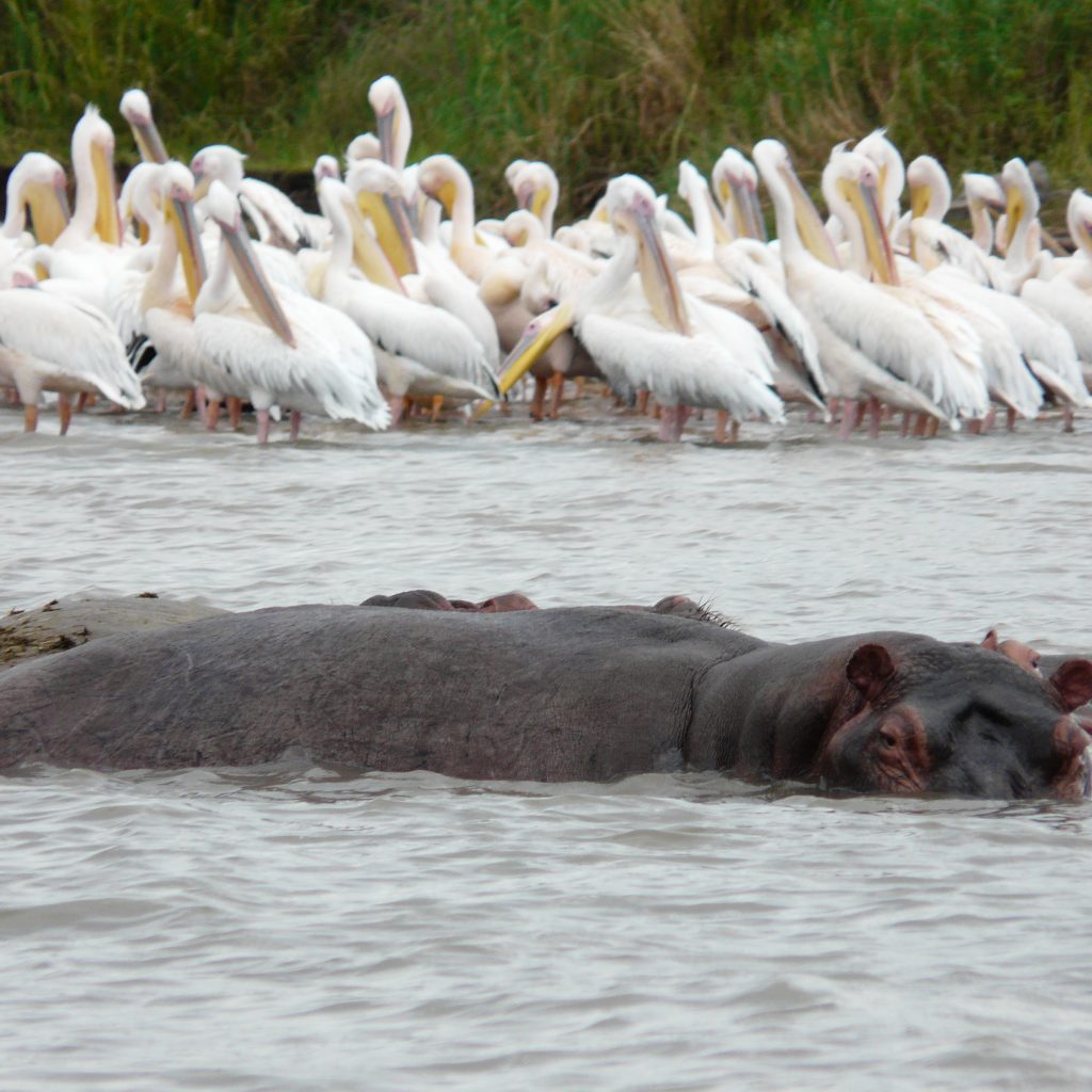 Rift Valley Serenity Tour Ethiopia Ethiopia Rift Valley lakes tour Birdwatching on Rift Valley Serenity Tour Scenic lakes of the Rift Valley Ethiopia lakeside nature escape