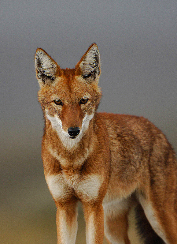 5-Day Ethiopia Rift Valley Lakes Wildlife Nature Escape