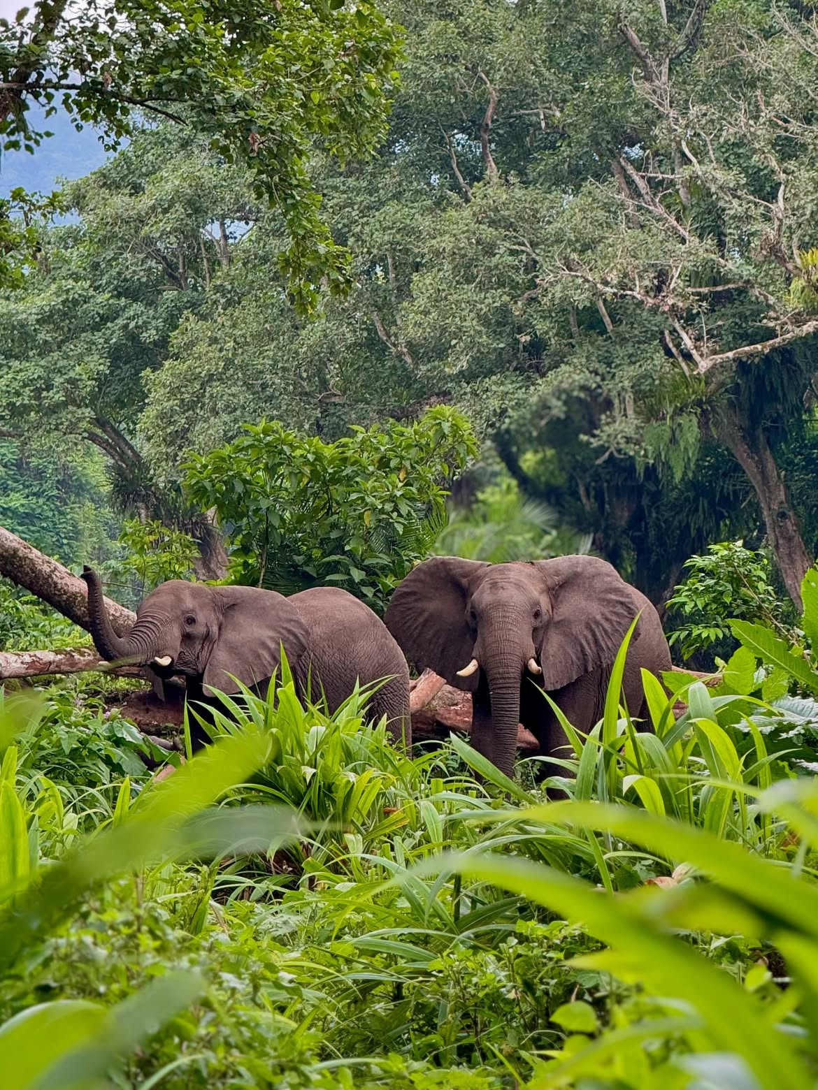 Wildlife & Safari