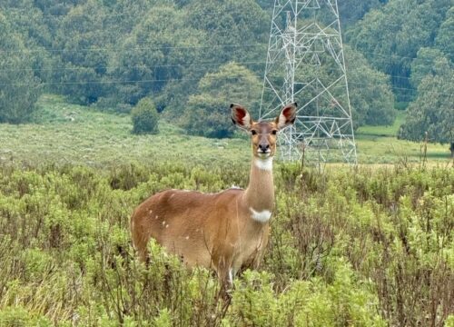 Bale Mountains Tour | 7-Day Rift Valley & Wildlife