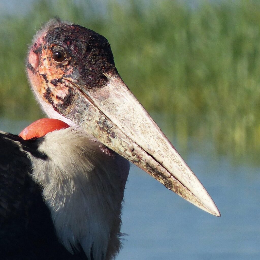 Ethiopia Birding & Wildlife Tour