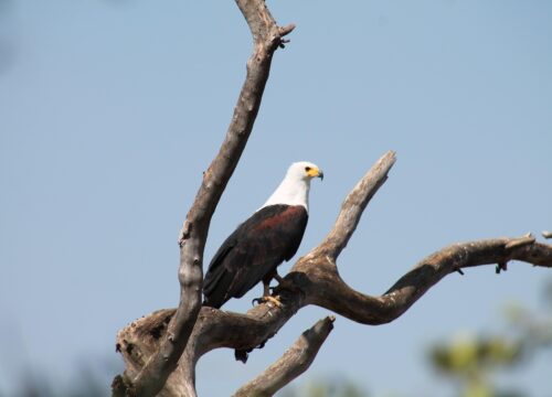 Ethiopia Birding & Wildlife Tour | 10-Day Nature Safari