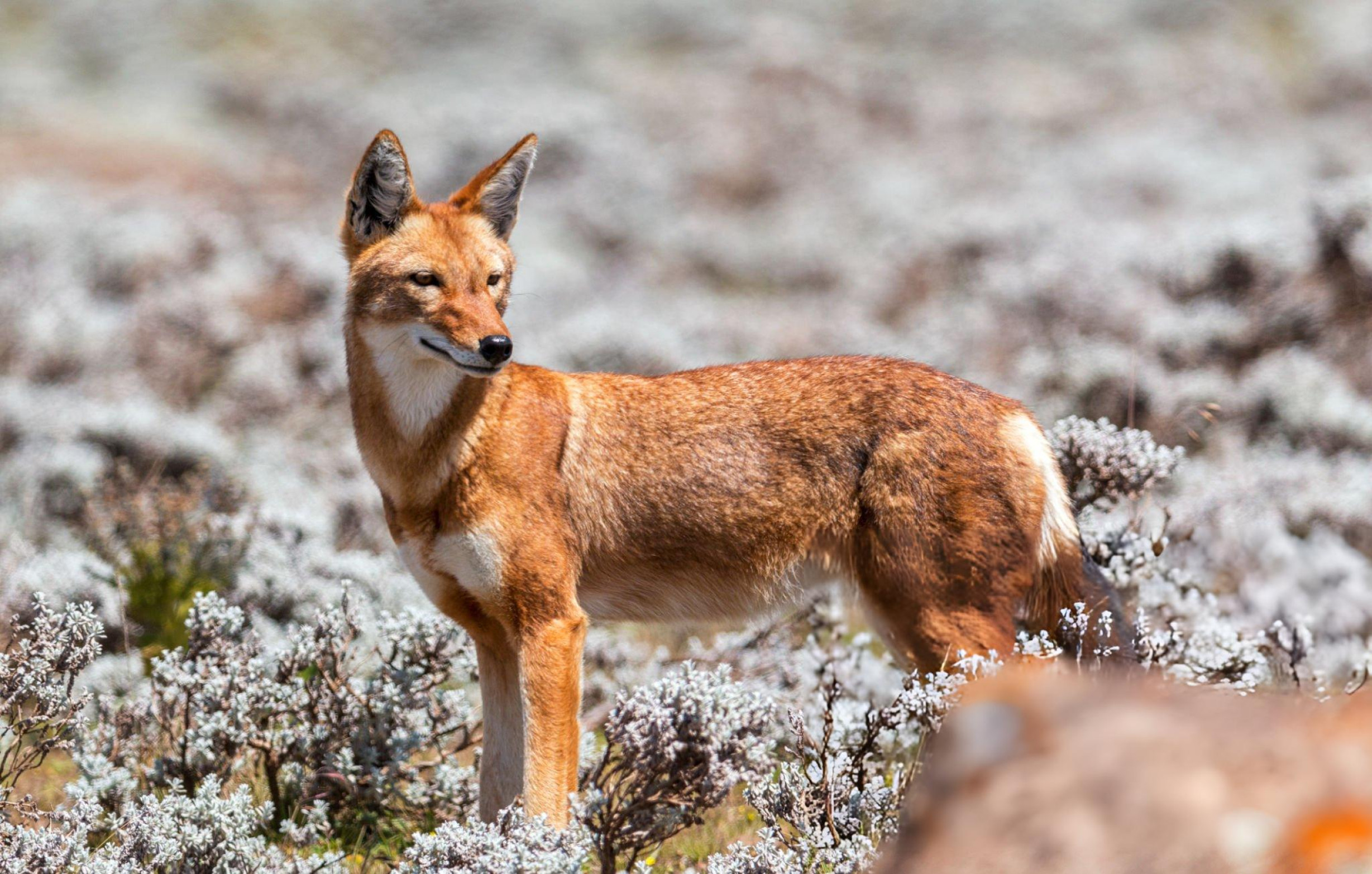 Bale Mountains | Ethiopian Wolf