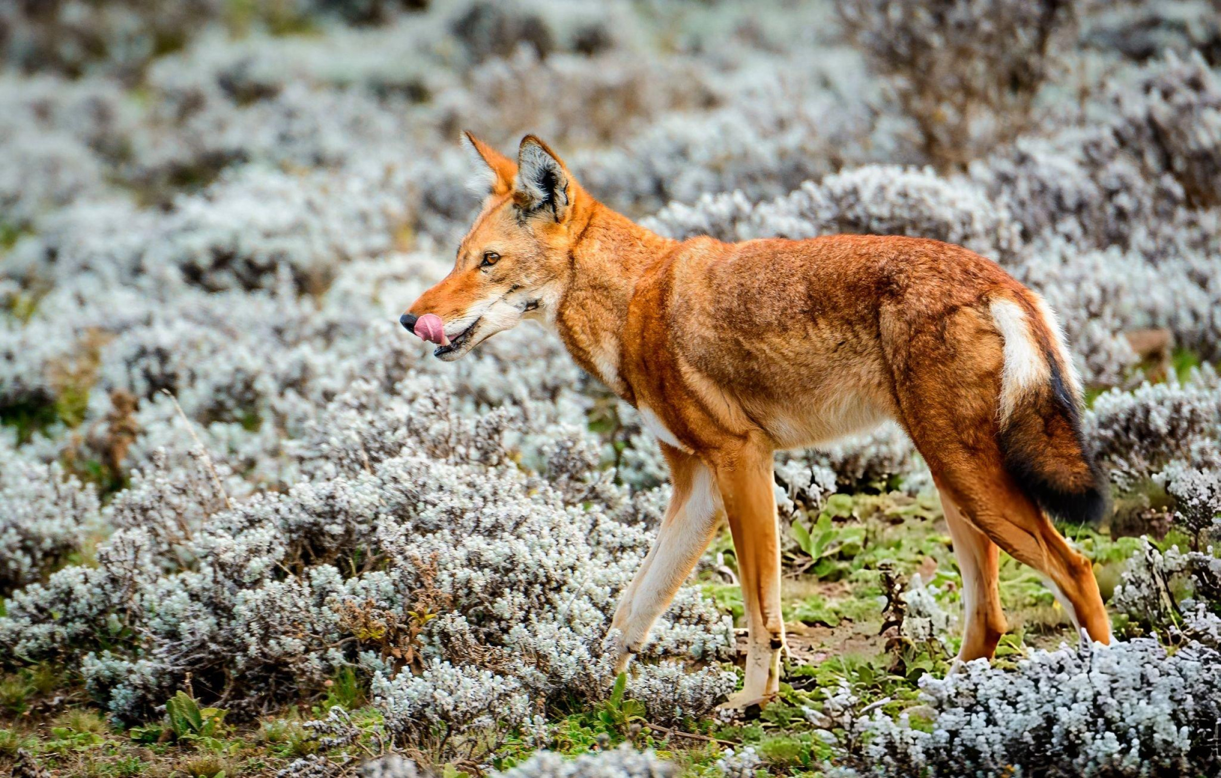 Nature Ethiopia wildlife safari Nature Ethiopia trekking tour Nature Ethiopia cultural tour Nature Ethiopia landscape Nature Ethiopia wildlife Ethiopia nature and wildlife tour